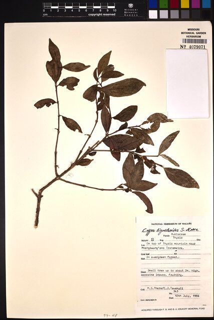 Coffea ligustroides (Wild coffee) — photo