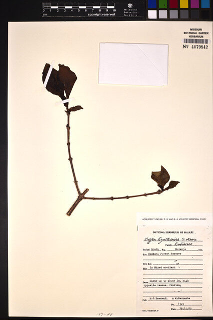 Coffea ligustroides