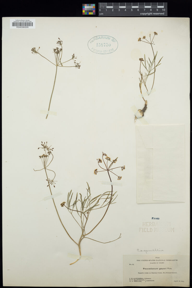 Cogswellia geyeri (Biscuit root) — photo