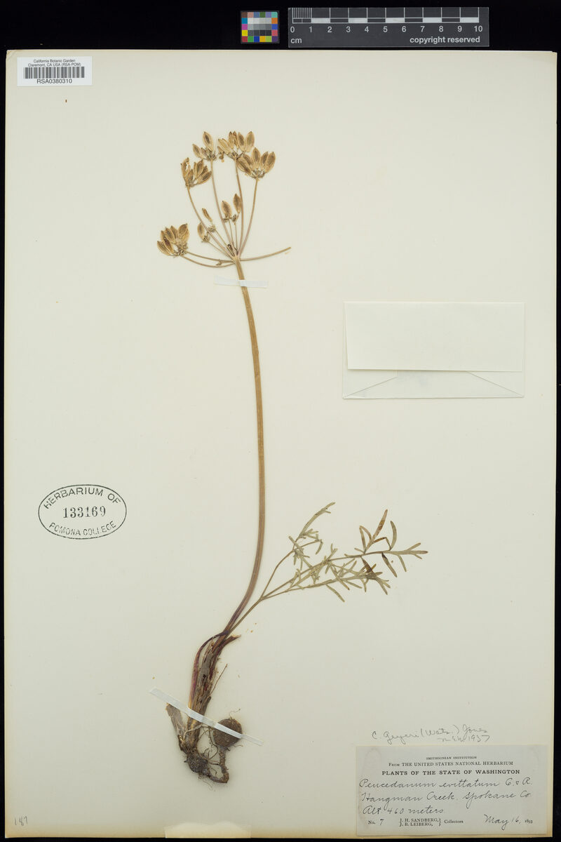 Cogswellia geyeri