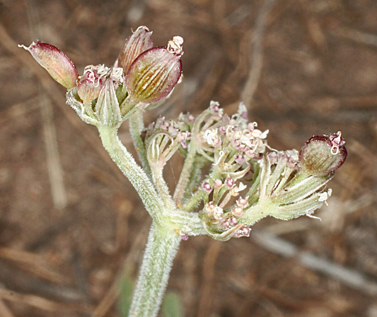 Cogswellia montana — photo