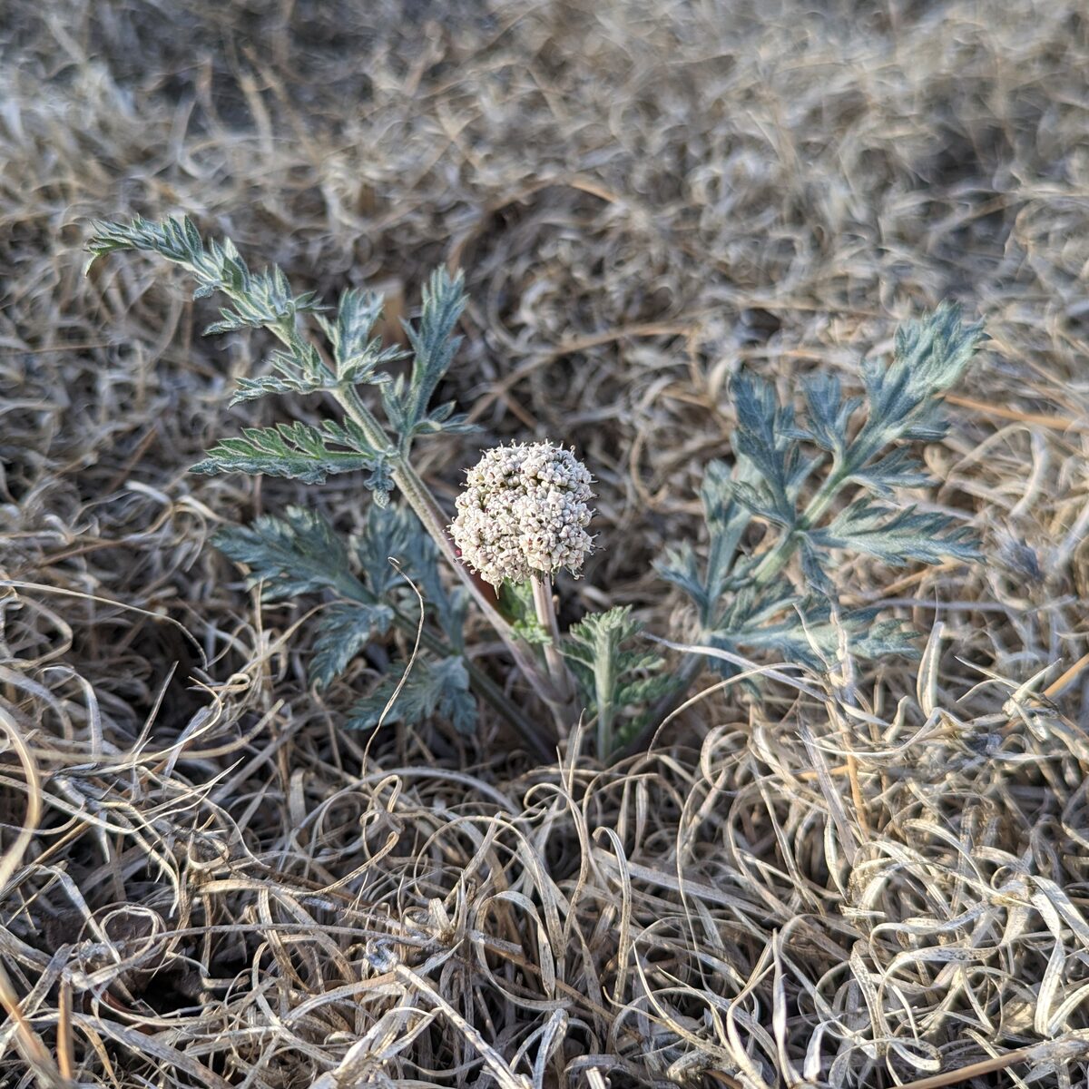 Cogswellia montana