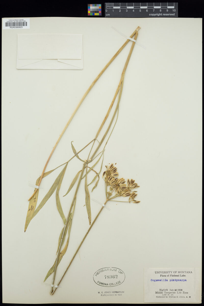 Cogswellia platycarpa — photo