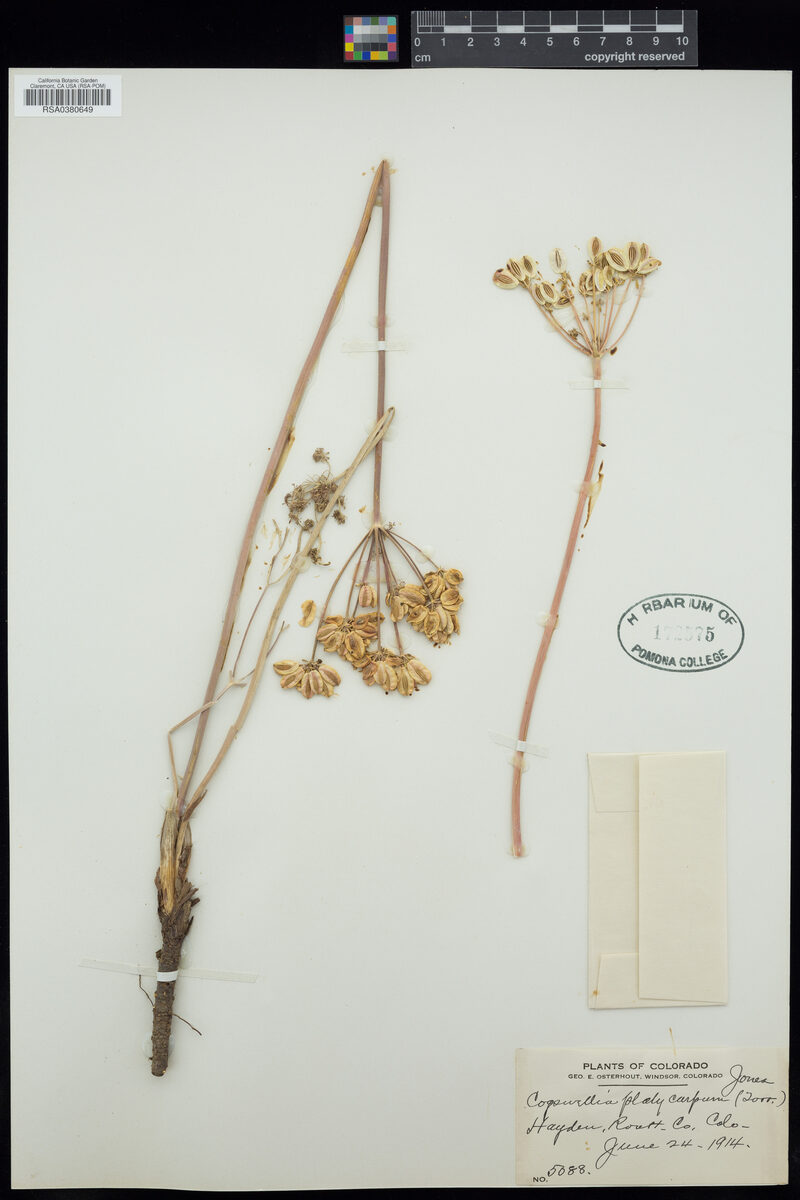 Cogswellia platycarpa