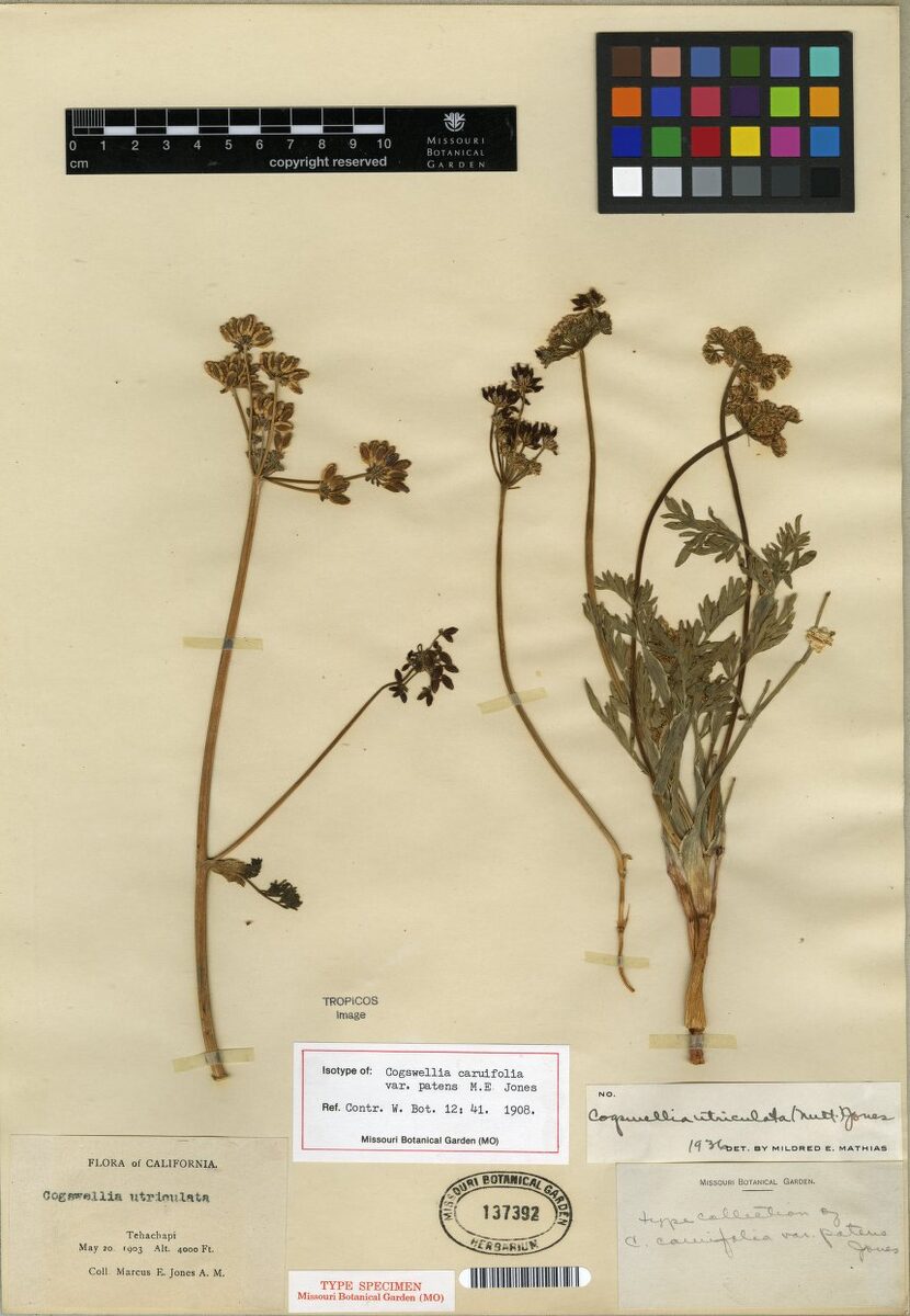 Cogswellia utriculata — photo