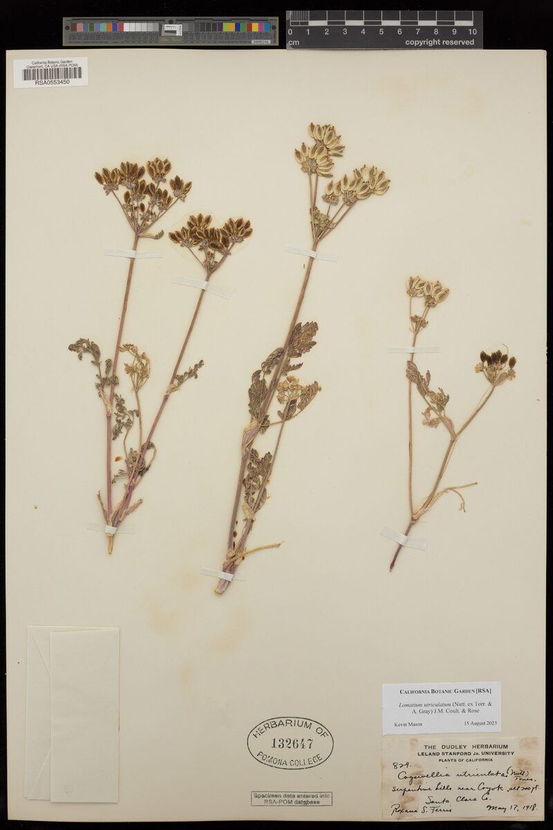 Cogswellia utriculata