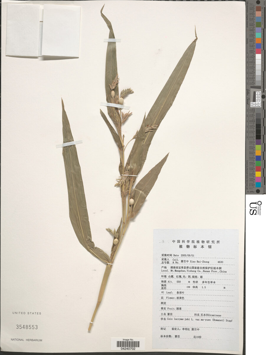 Coix lacryma-jobi var. ma-yuen ('aggey) — photo