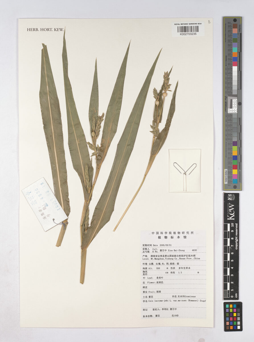 Coix lacryma-jobi var. ma-yuen ('aggey) — photo