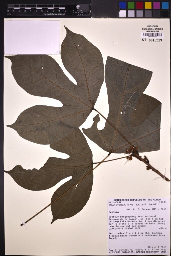 Cola bruneelii — photo