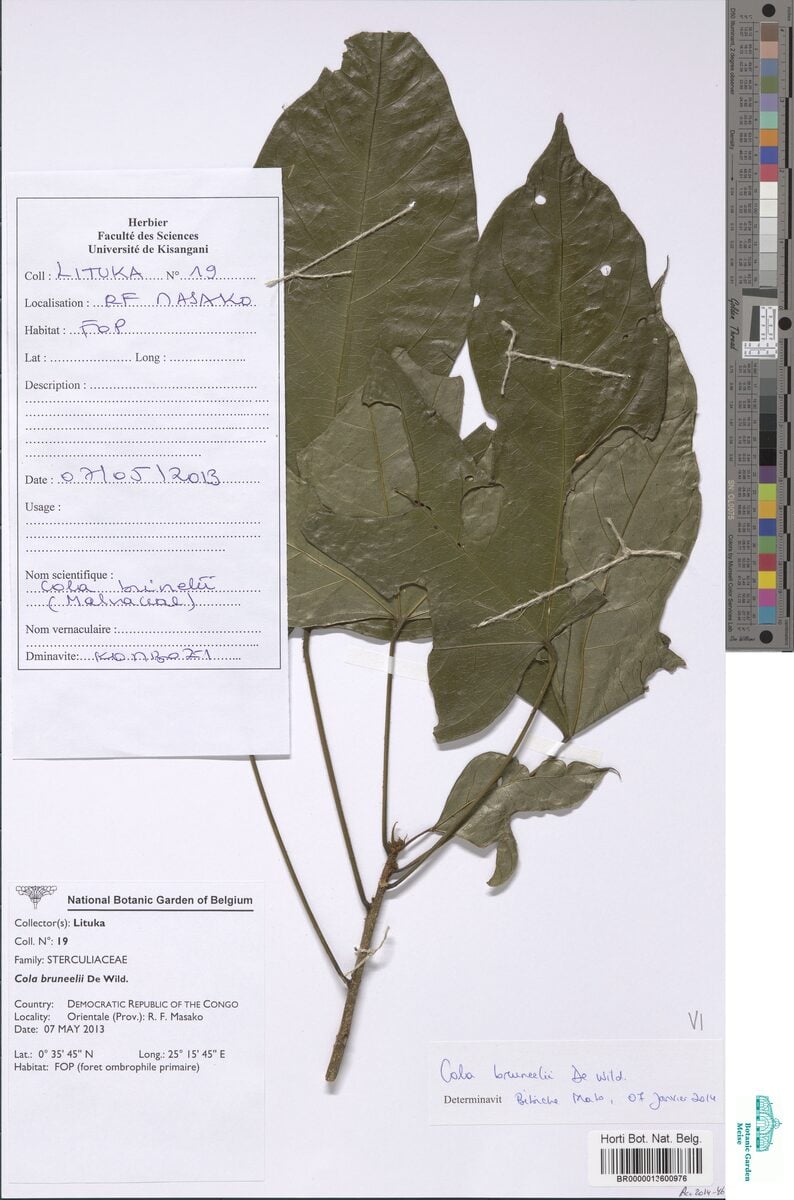 Cola bruneelii — photo