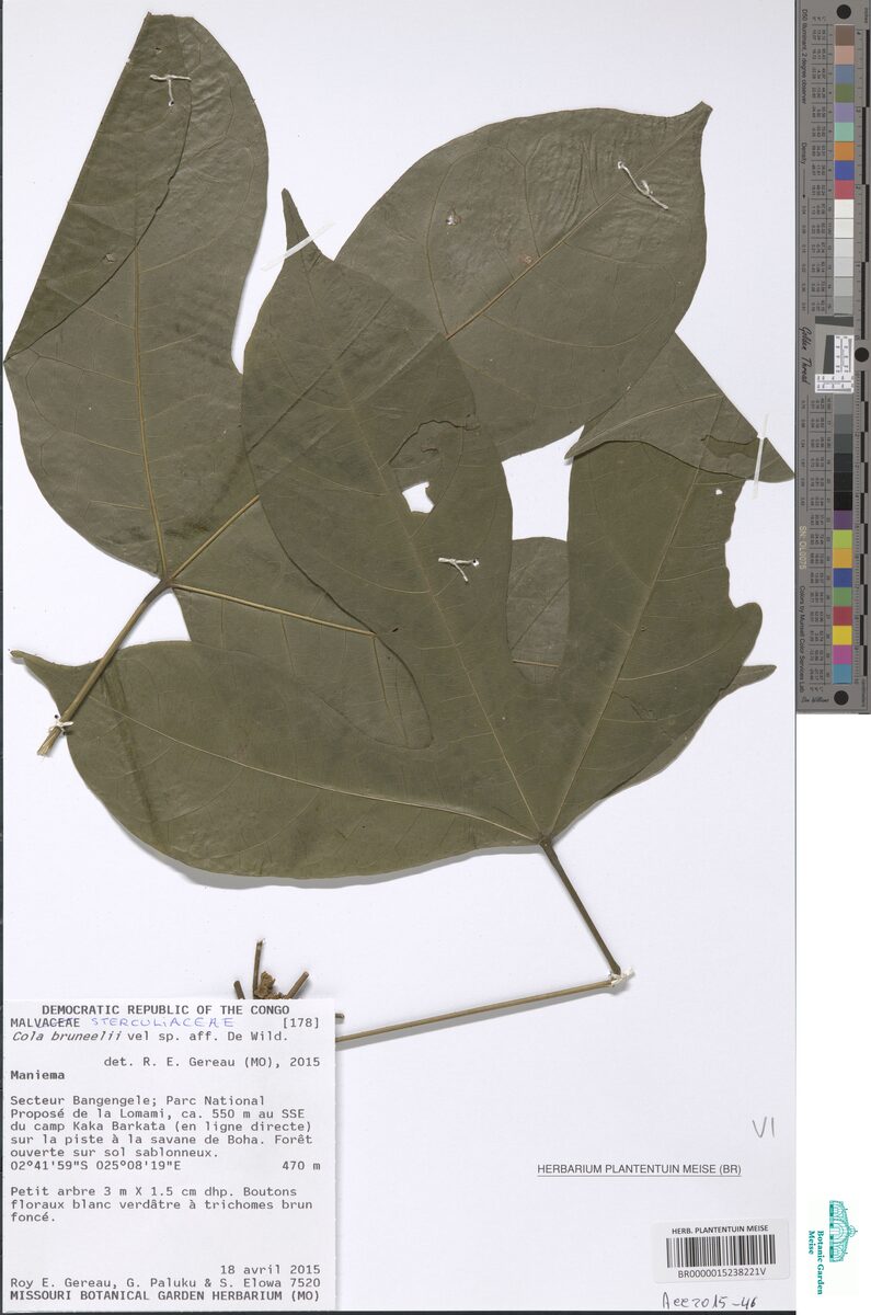 Cola bruneelii