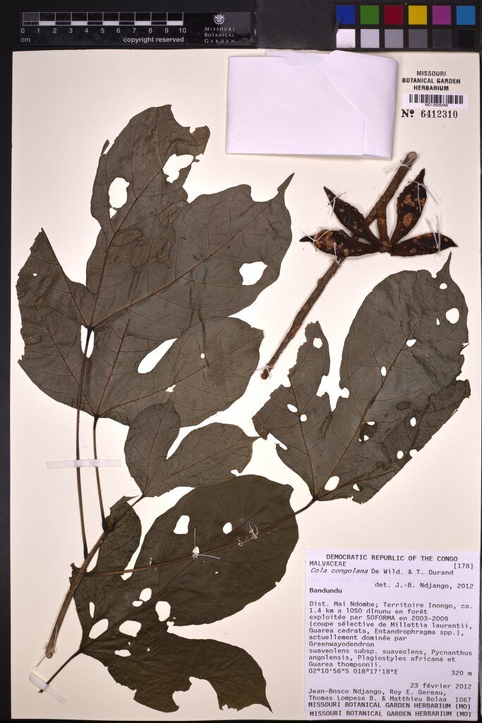 Cola congolana — photo