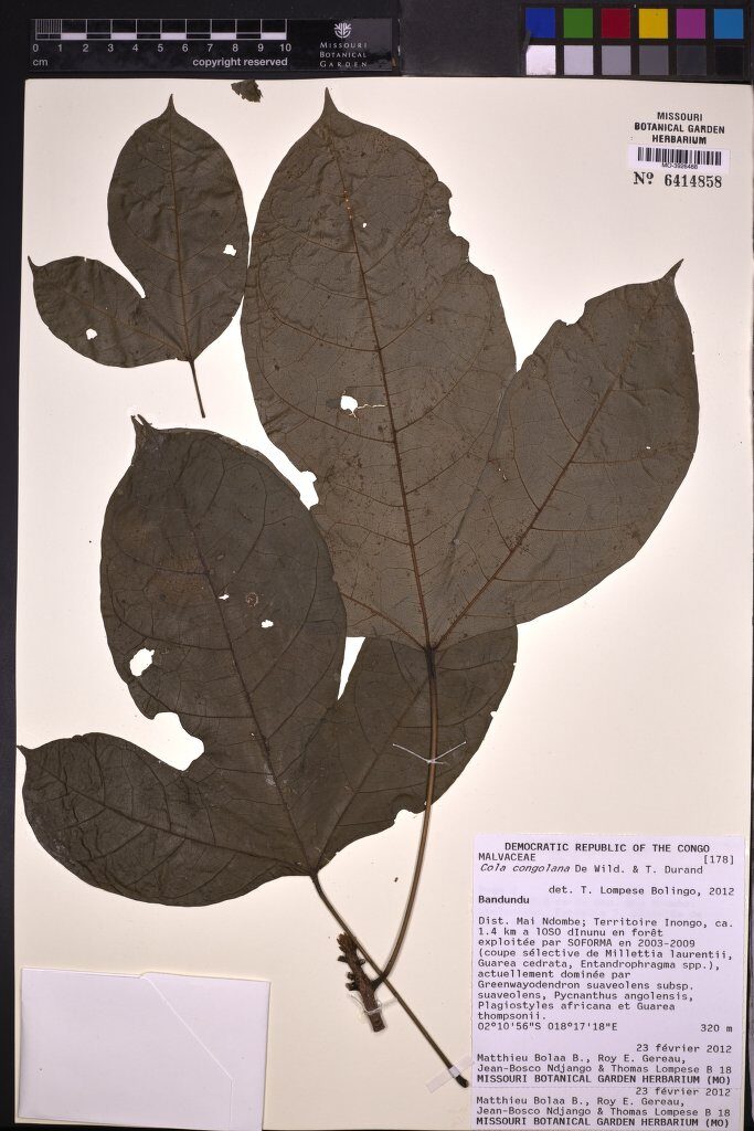 Cola congolana