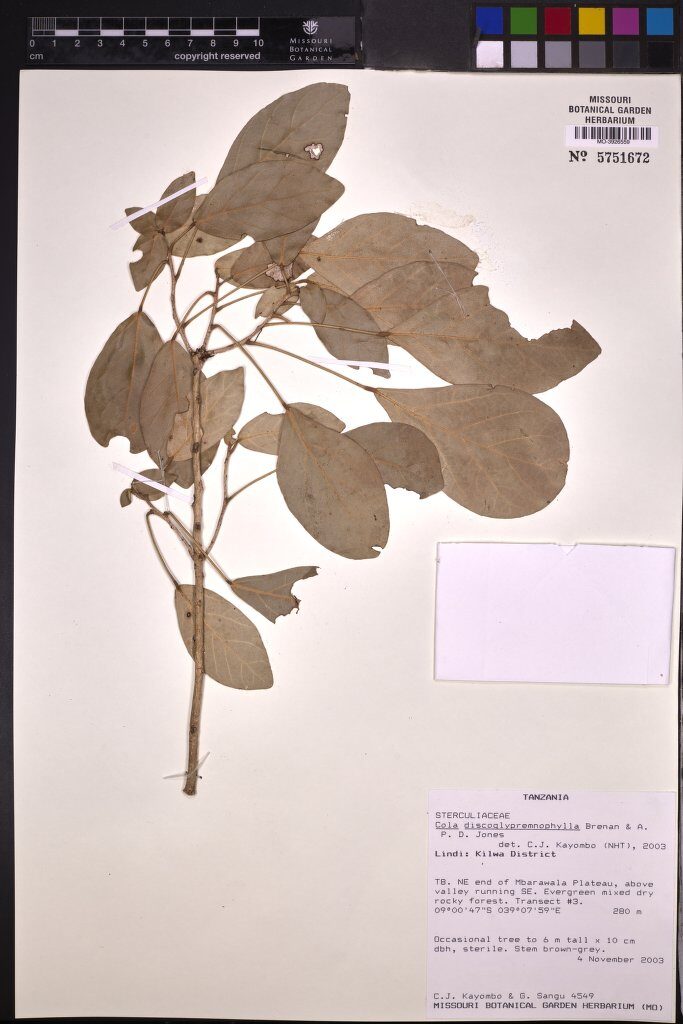 Cola discoglypremnophylla — photo
