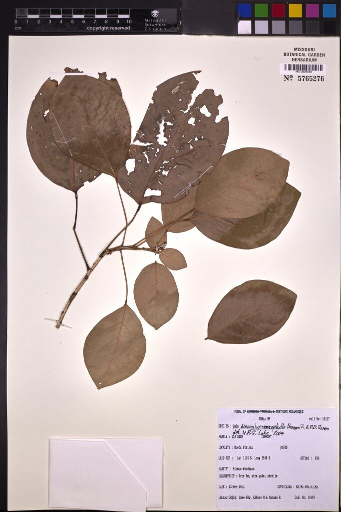 Cola discoglypremnophylla — photo
