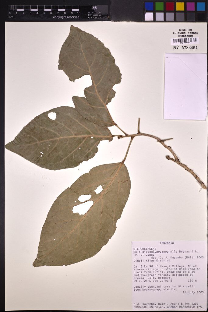 Cola discoglypremnophylla