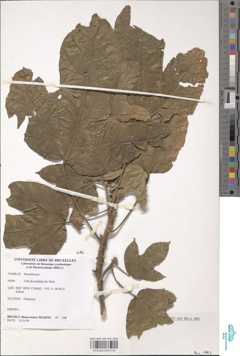Cola diversifolia (Black kurrajong) — photo