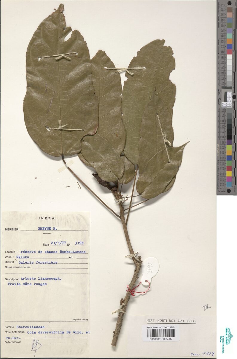 Cola diversifolia (Black kurrajong) — photo