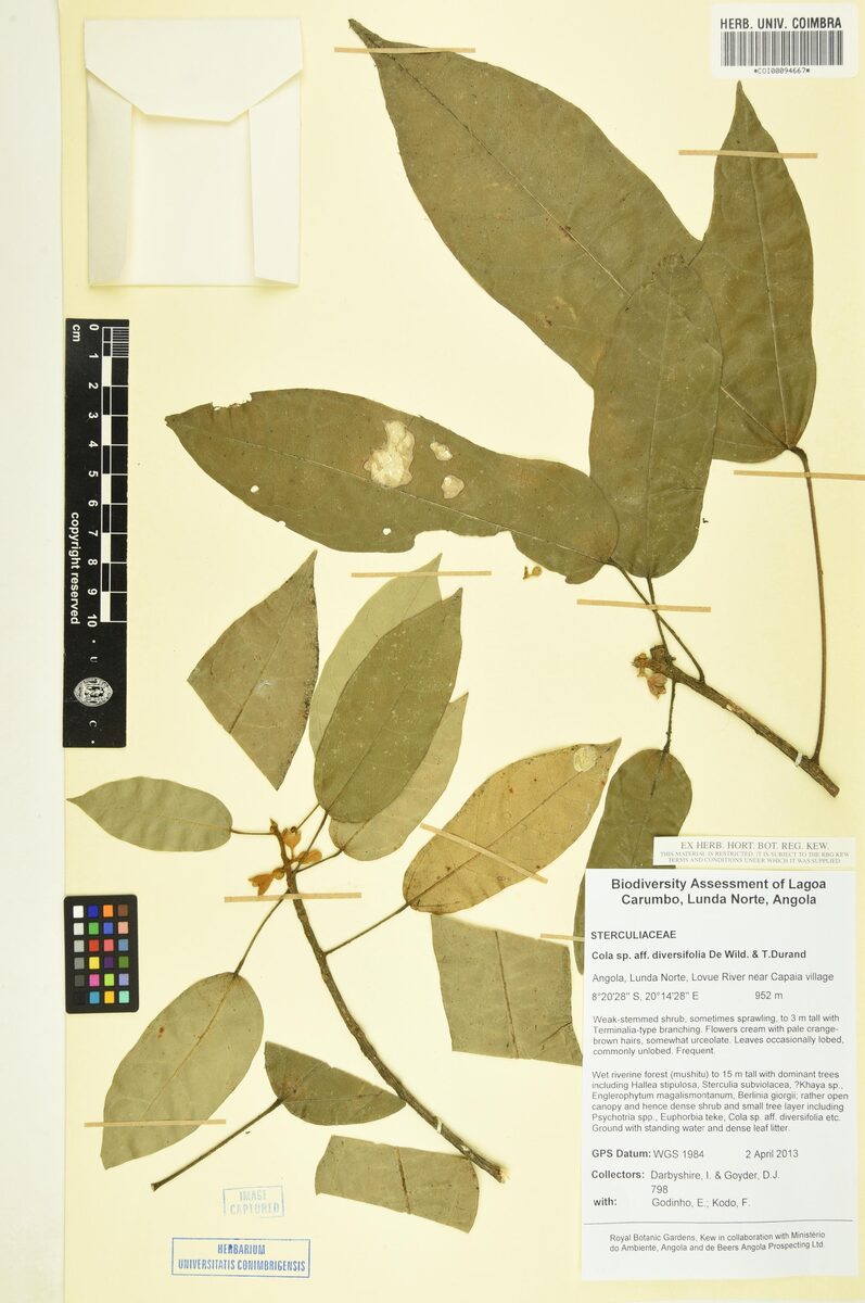 Cola diversifolia