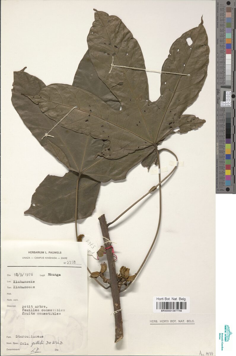 Cola gilletii — photo