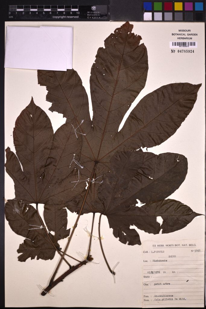 Cola gilletii — photo