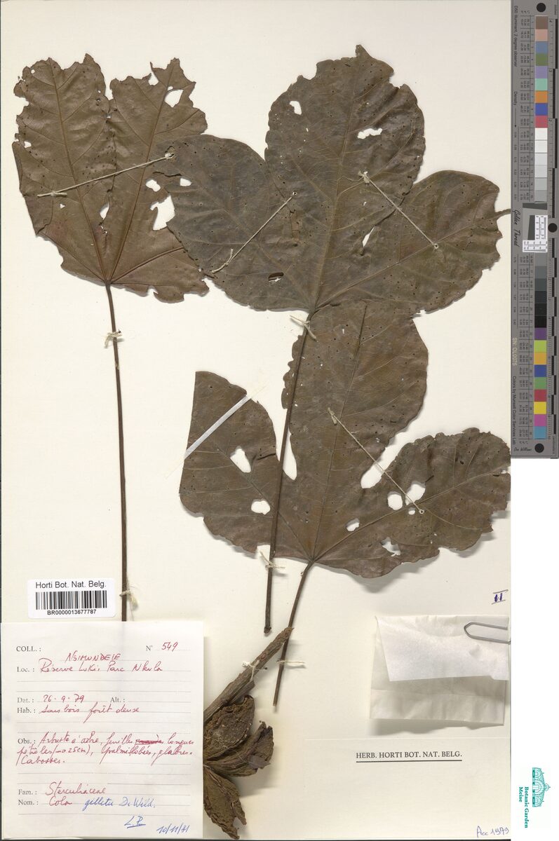 Cola gilletii