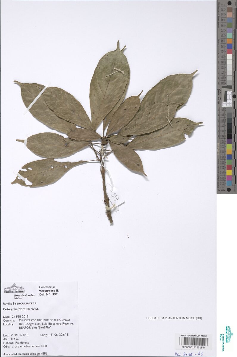 Cola griseiflora — photo