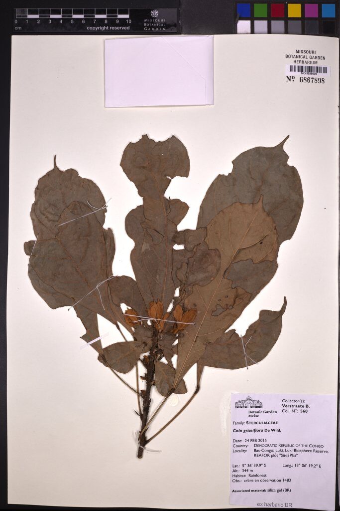 Cola griseiflora — photo