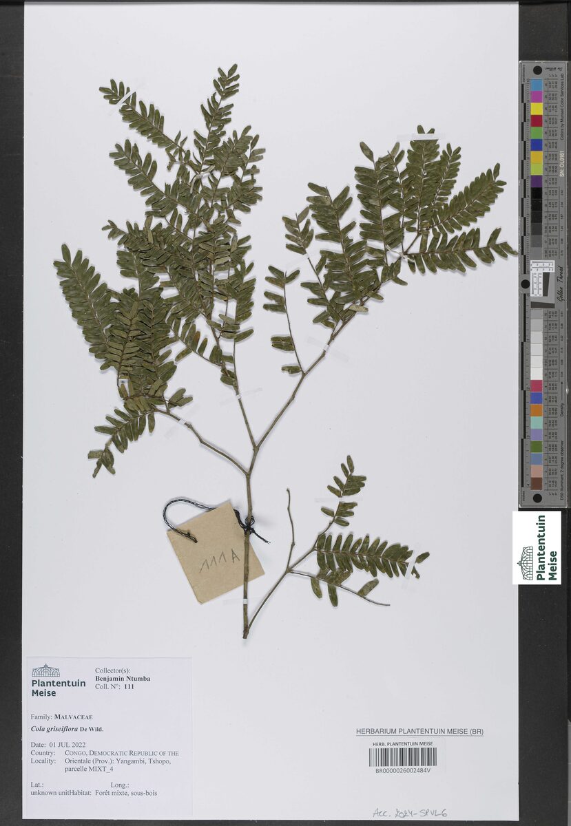 Cola griseiflora