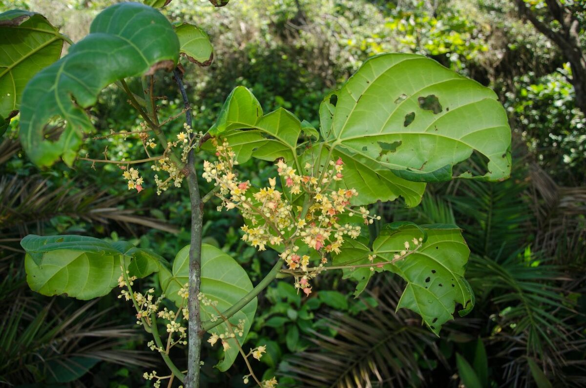 Cola lateritia var. maclaudii — photo
