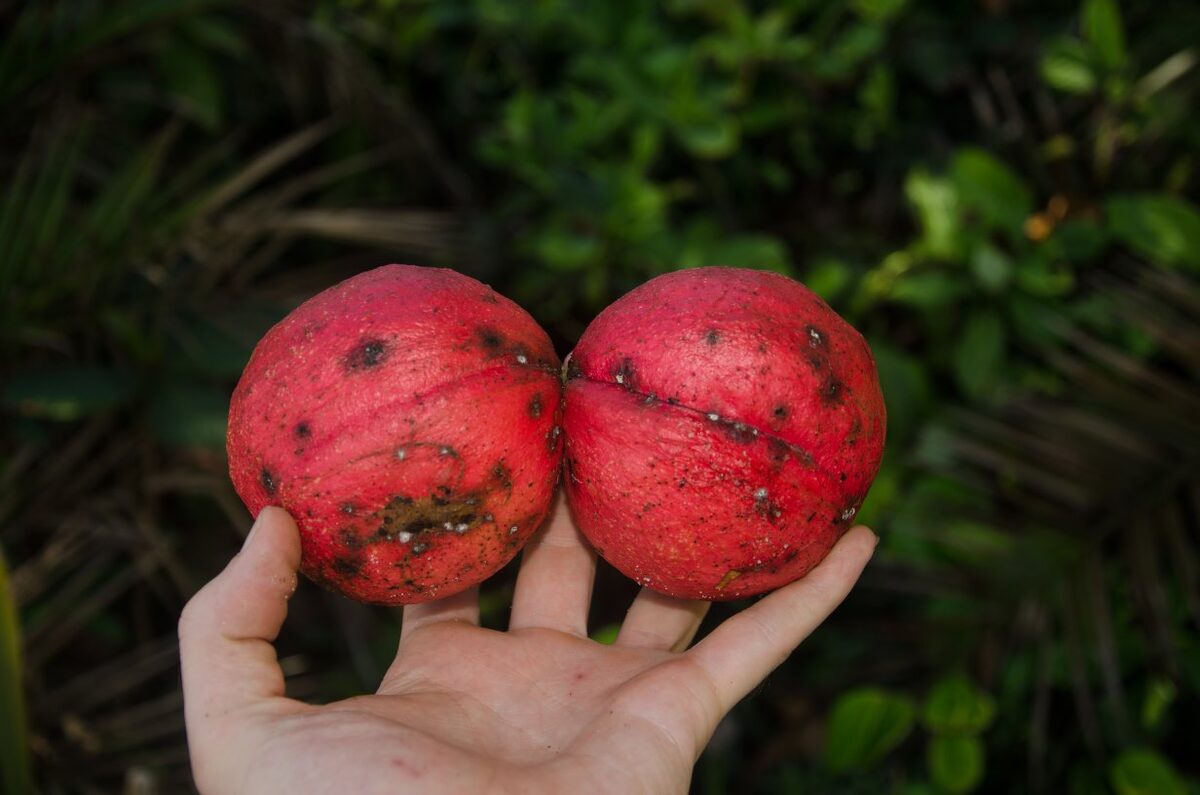 Cola lateritia var. maclaudii — photo