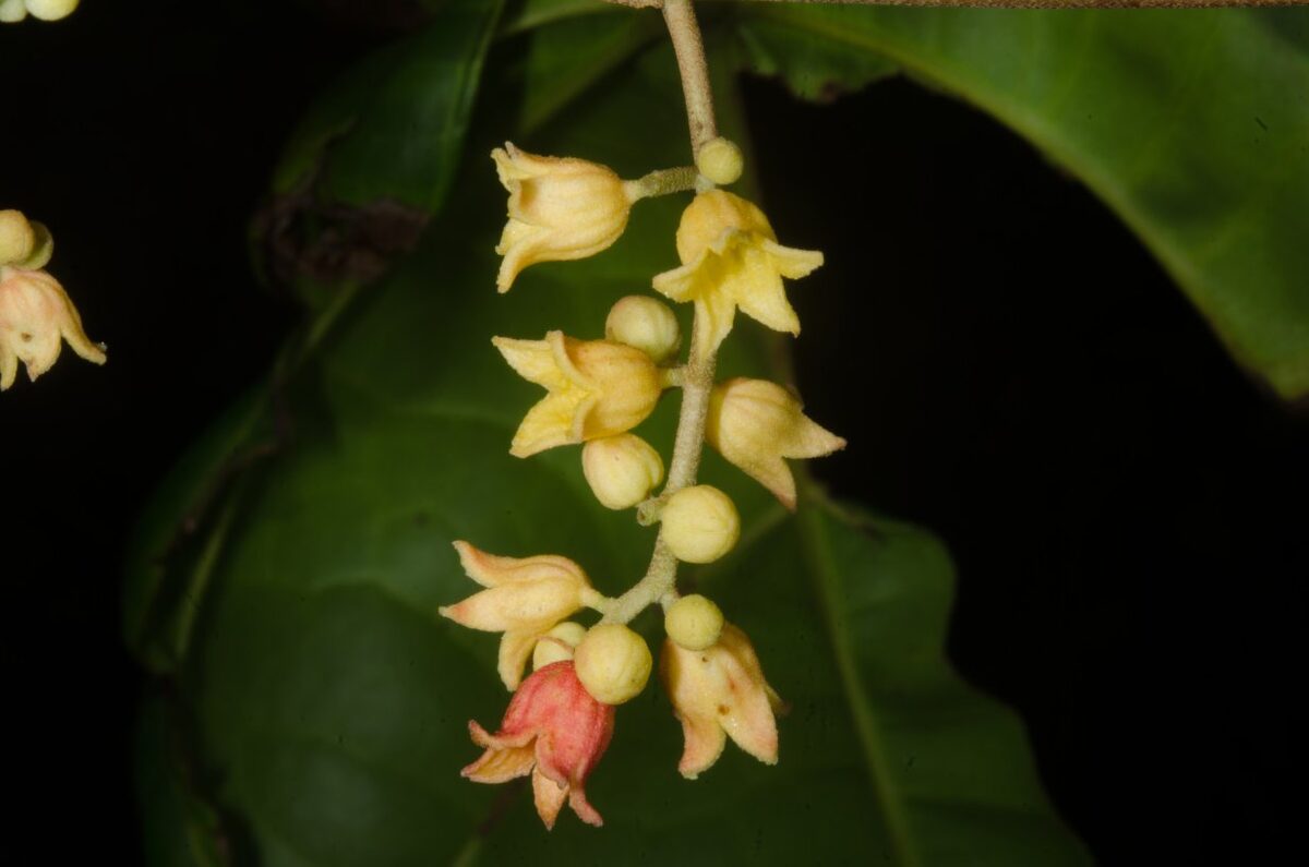 Cola lateritia var. maclaudii