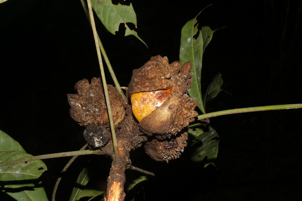 Cola rostrata (Akoele) — photo