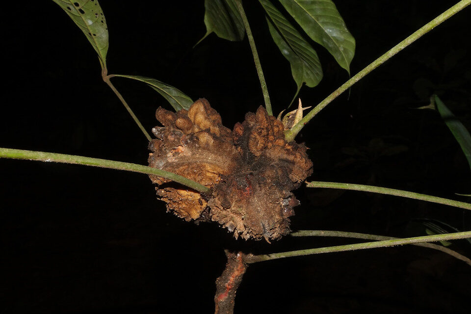 Cola rostrata (Akoele) — photo