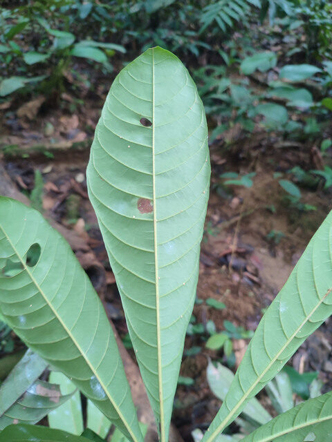 Cola rostrata
