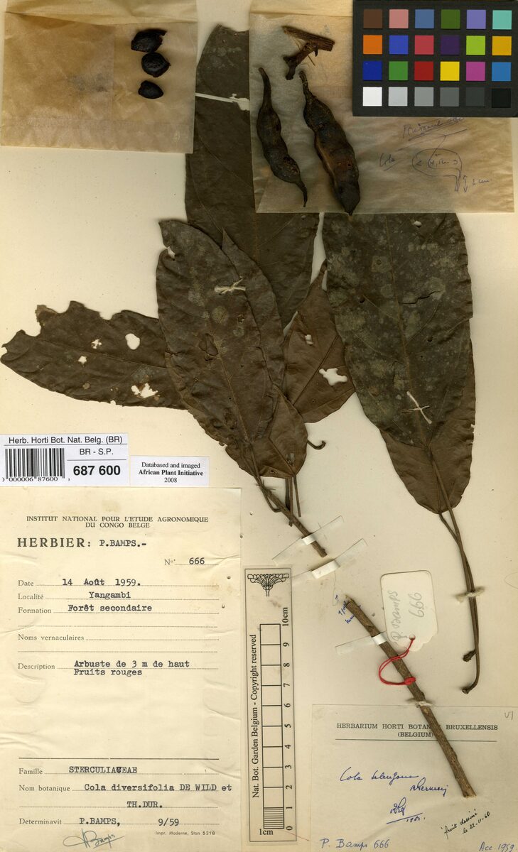 Cola selengana — photo