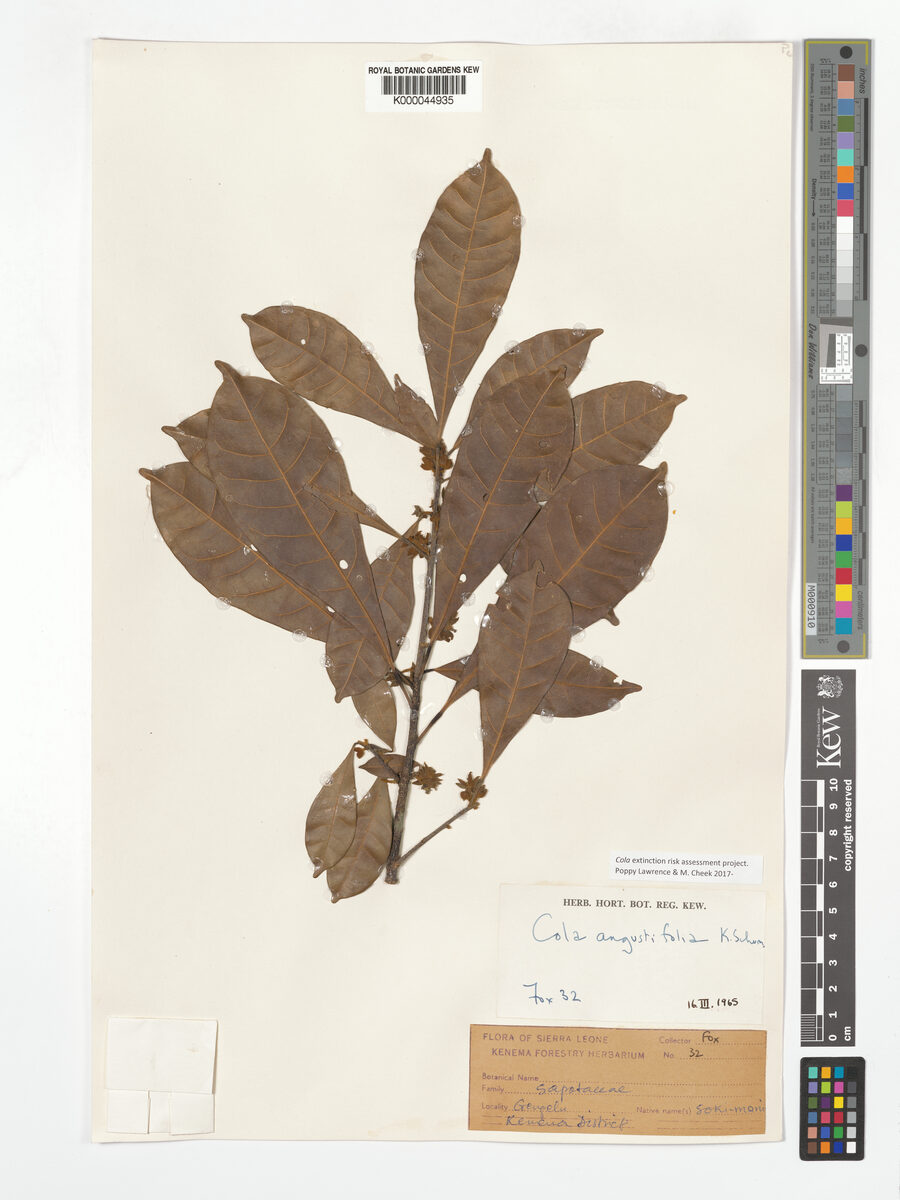 Cola simiarum — photo