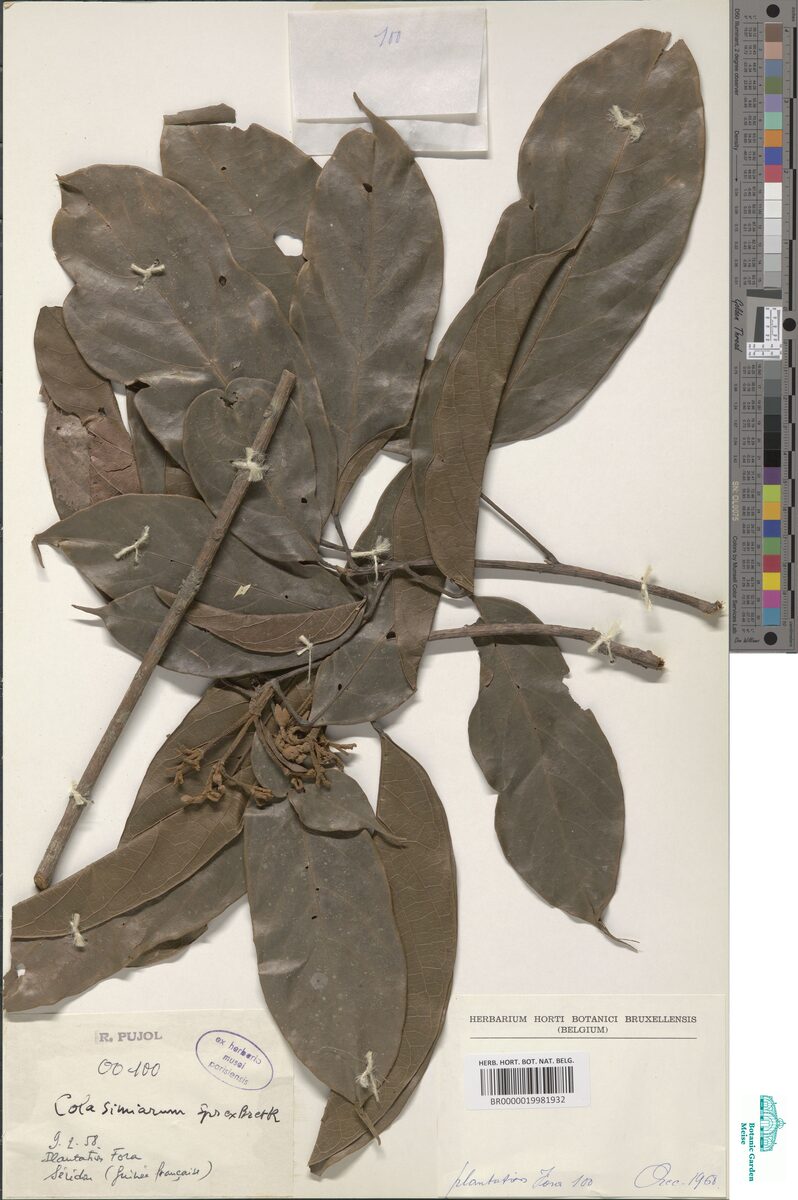 Cola simiarum — photo