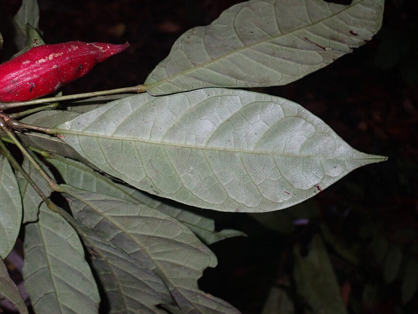 Cola urceolata — photo