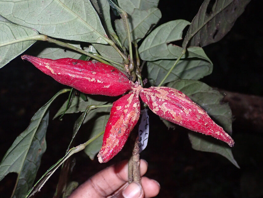 Cola urceolata — photo