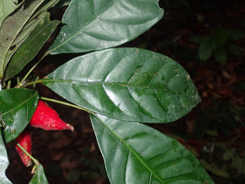 Cola urceolata