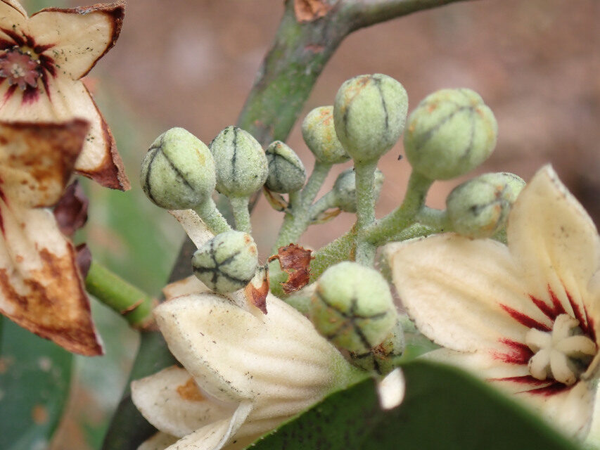 Cola verticillata (Slippery kola) — photo