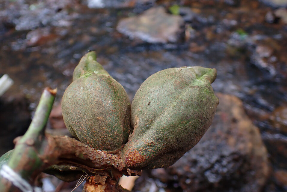 Cola verticillata (Slippery kola) — photo
