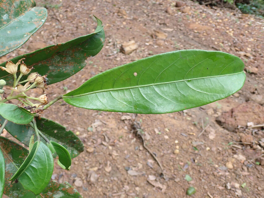 Cola verticillata