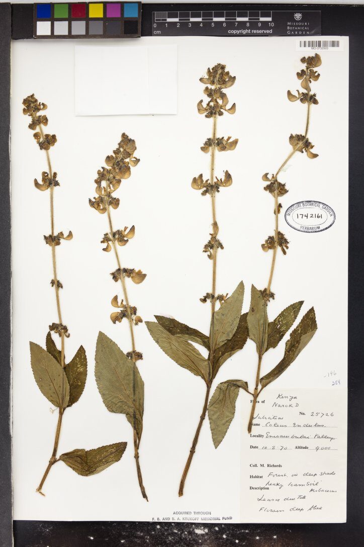 Coleus edulis (Gala Dinich) — photo
