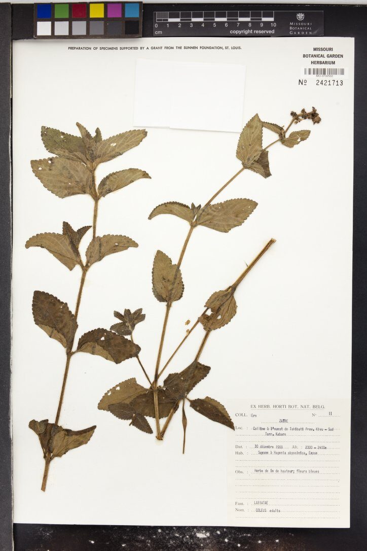 Coleus edulis (Gala Dinich) — photo