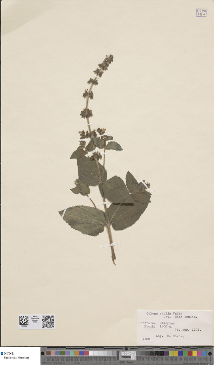 Coleus edulis