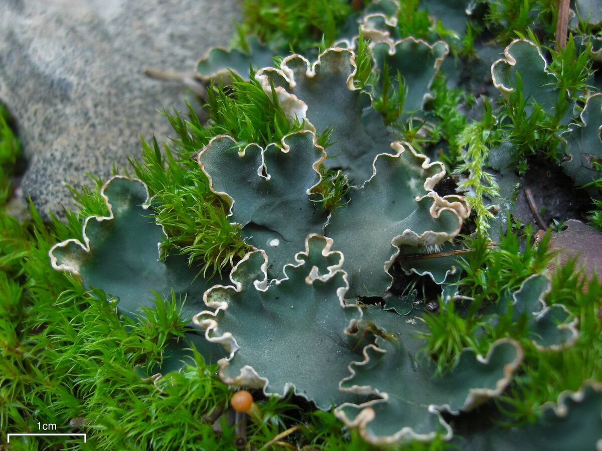 Collema nigrescens — photo