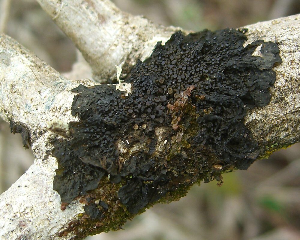 Collemataceae