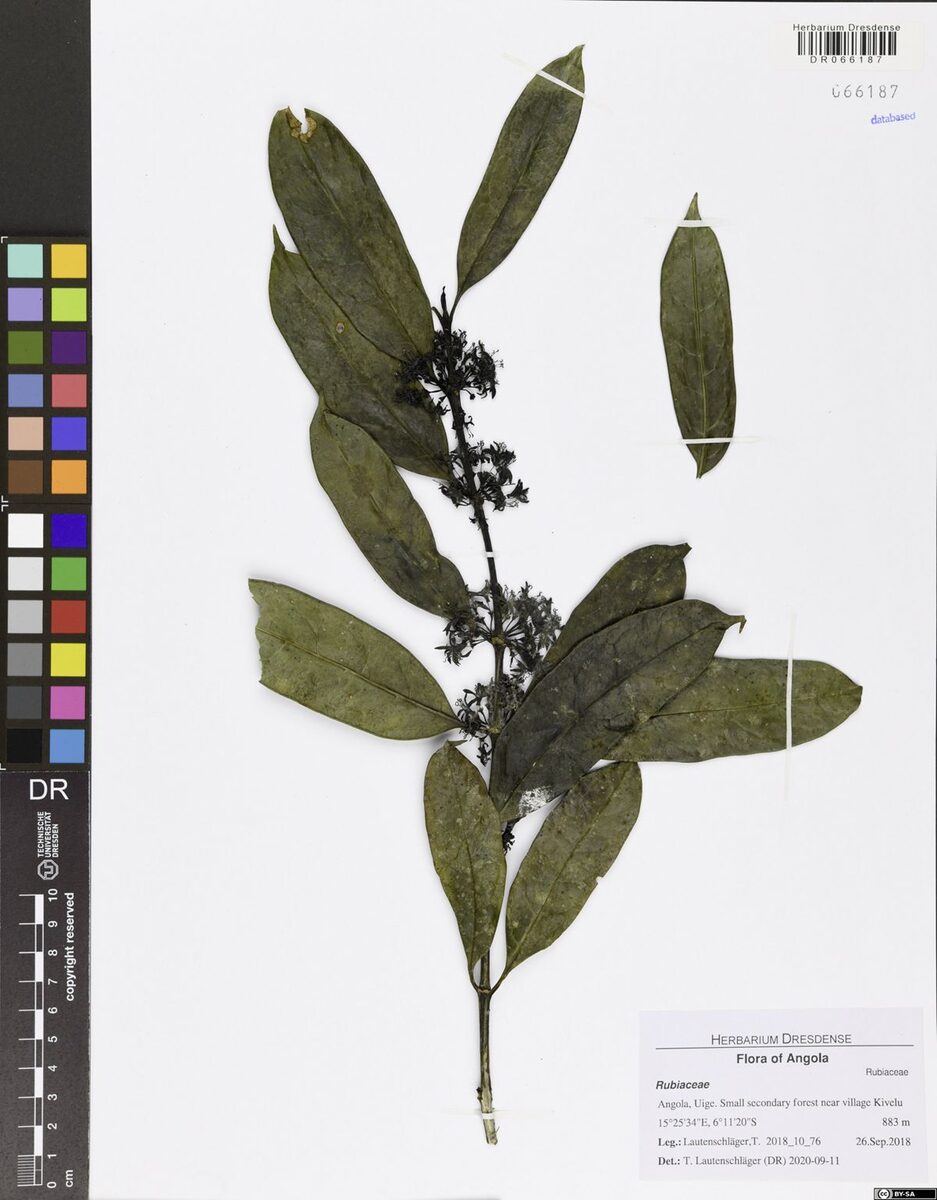 Colletoecema dewevrei — photo
